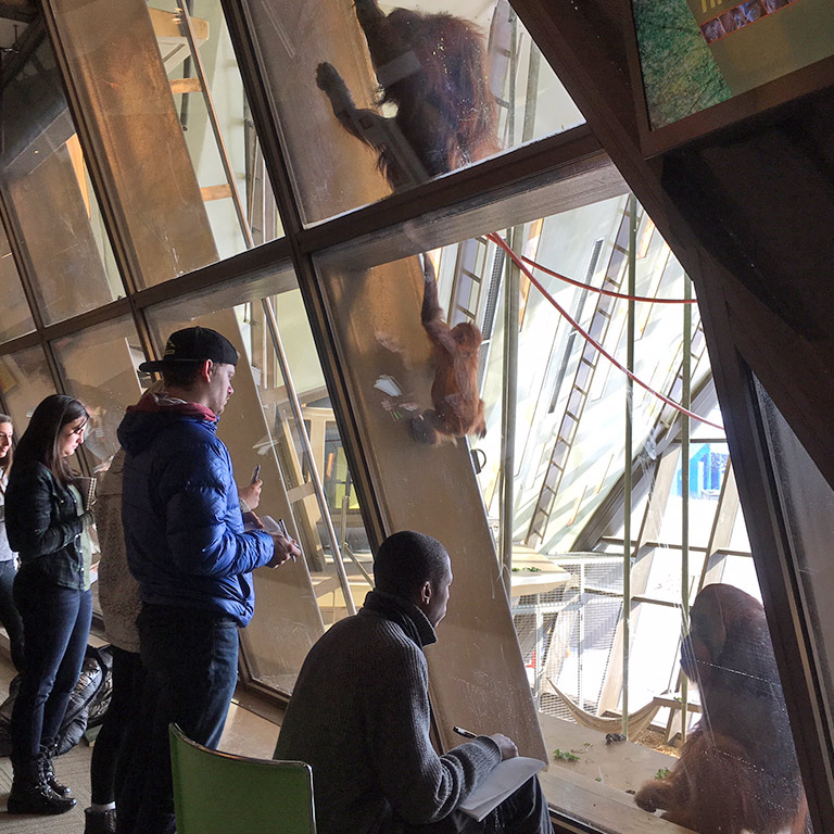 People study primates in an enclosure.